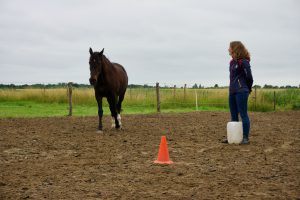 Recensie paardencoaching