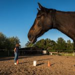 systemische paardencoaching