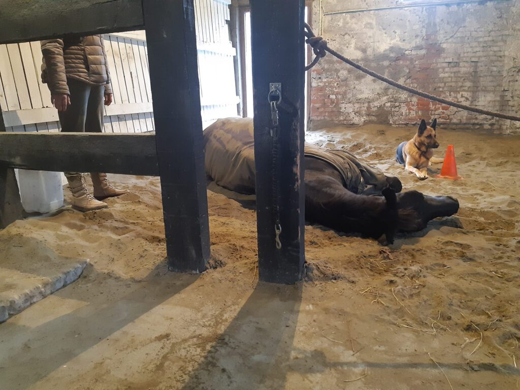 paardencoaching familieopstellingen zeeland