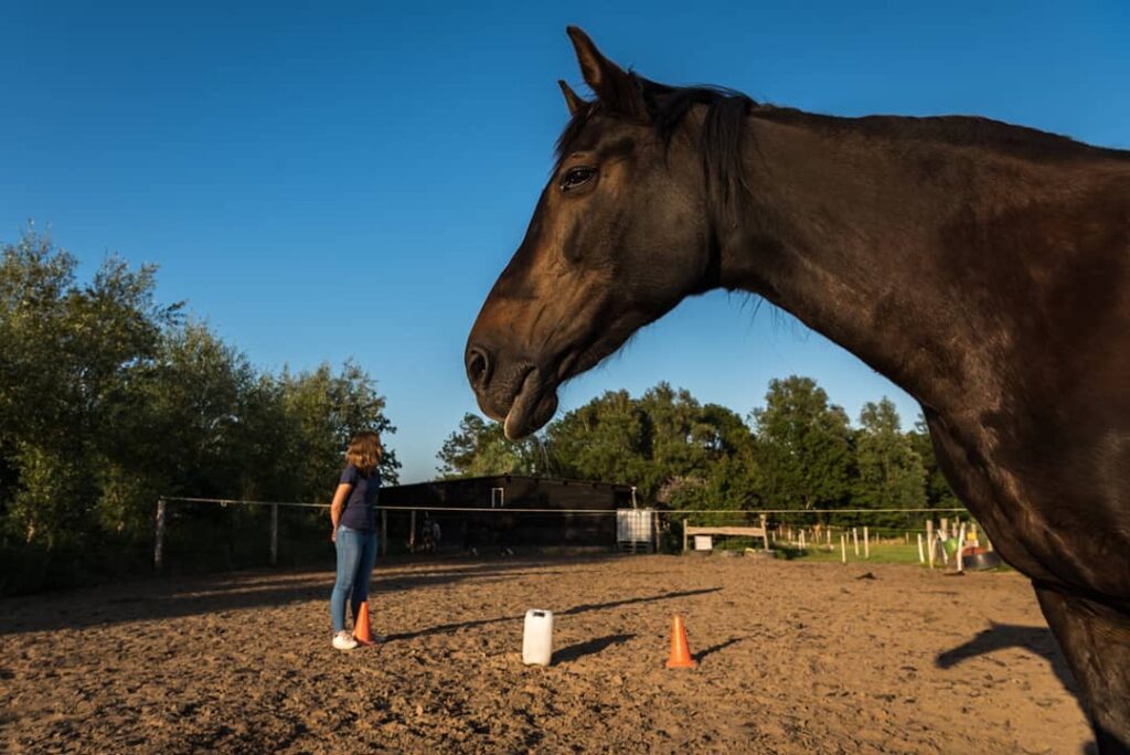 kwetsbaar zijn paardencoaching zeeland